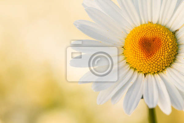 Фотообои - Цветок крупным планом артикул 10003976