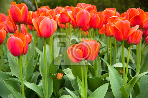 Фотообои с красными тюльпанами в саду артикул 10003236