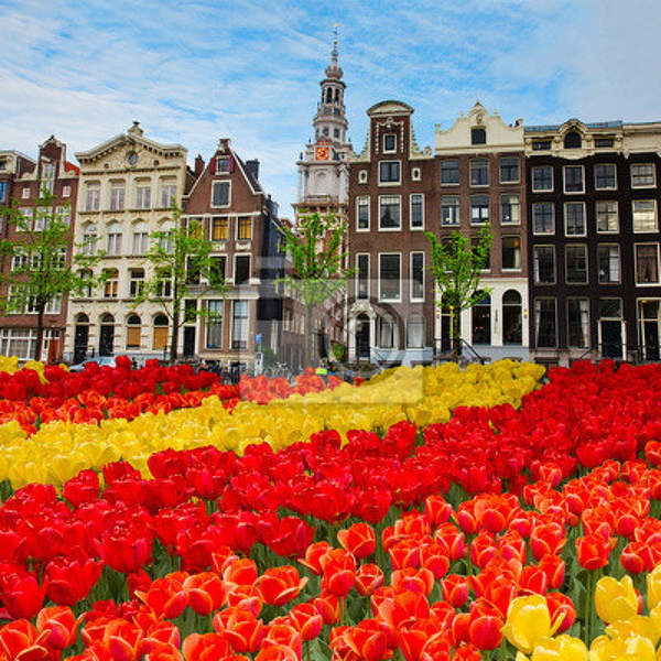 Фотообои - Тюльпаны в Амстердаме артикул 10003759