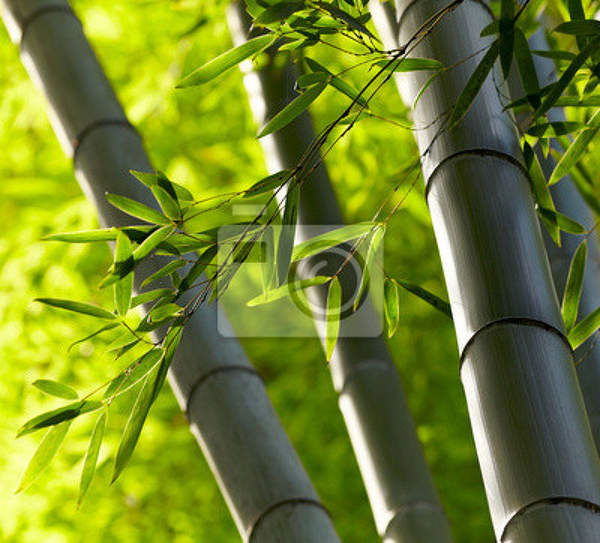 Фотообои - Бамбуковые леса артикул 10003920