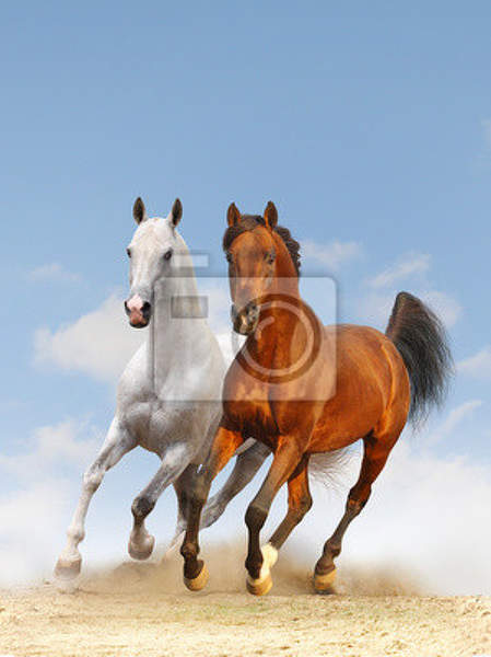 Фотообои - Две лошади артикул 10003812