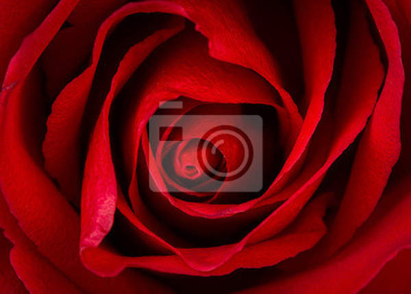 Фотообои - Красивая красная роза крупным планом артикул 10003887