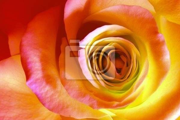 Фотообои - Оранжевая роза артикул 10003864