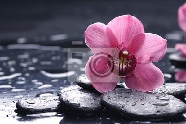 Фотообои - Орхидея на камнях артикул 10003264