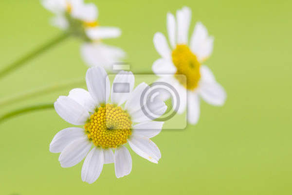 Фотообои - Весенние цветы артикул 10004220