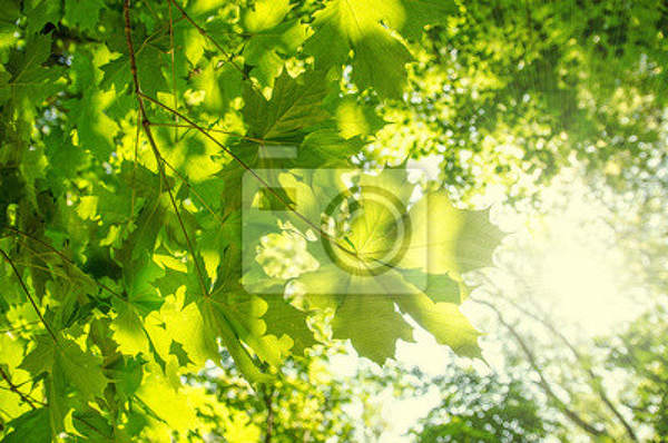 Фотообои - Кленовые листья и солнце артикул 10003672