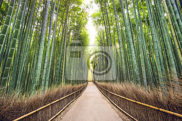 Фотообои для стен - Бамбуковый лес артикул 10003842