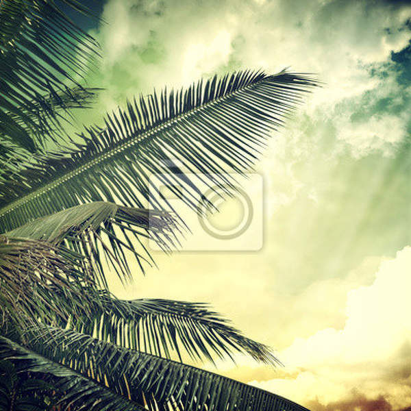 Фотообои - Винтажная пальма и небо артикул 10004055