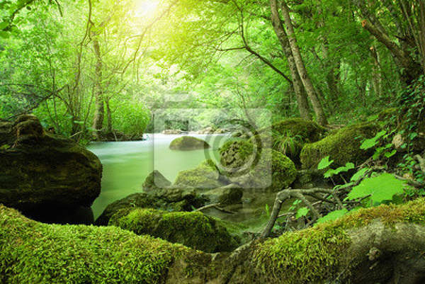Фотообои - Река в горном лесу артикул 10003330