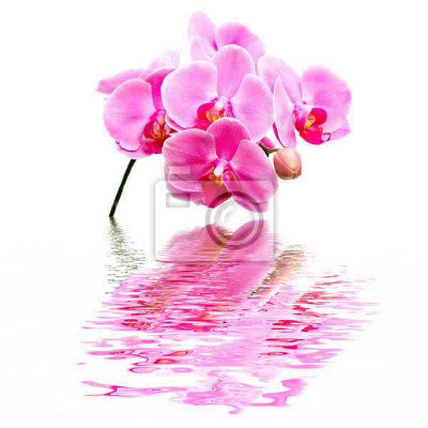Фотообои - Отражение розовой орхидеи в воде артикул 10003258