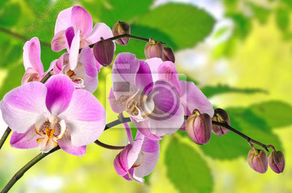 Фотообои - Весенний сад с розовой орхидеей артикул 10003269