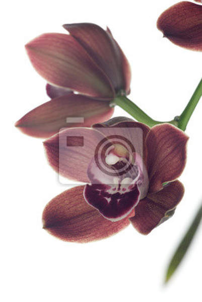 Фотообои - Фиолетовая орхидея артикул 10003265