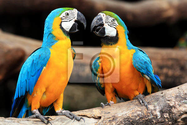 Фотообои - Красивая пара попугаев артикул 10003468