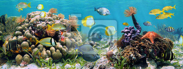 Фотообои - Панорамный риф артикул 10003628