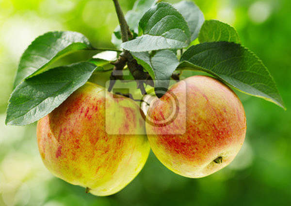 Фотообои с яблоками артикул 10003389