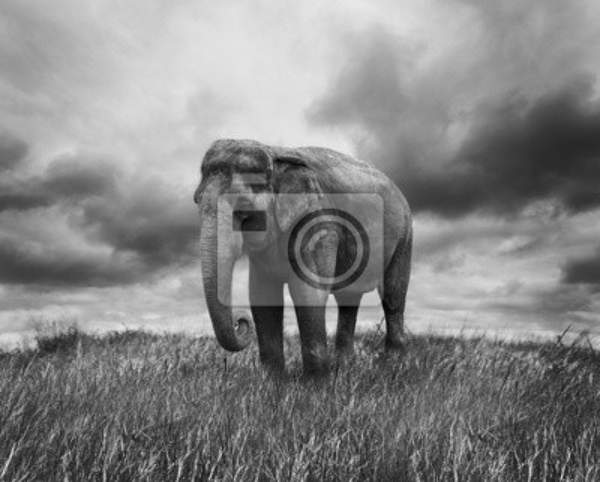 Черно-белые фотообои со слоном артикул 10005168