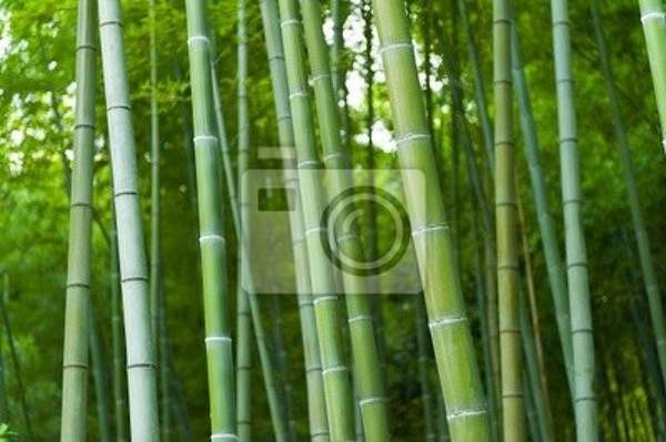 Фотообои - Экзотический бамбуковый лес артикул 10004458