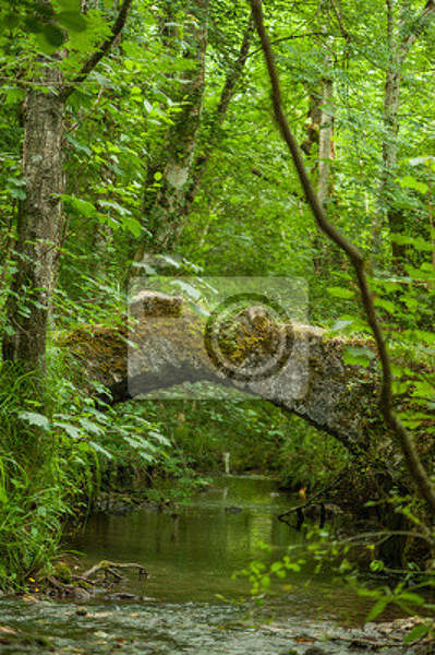 Фотообои - Старый подвесной мостик в зелени артикул 10004511