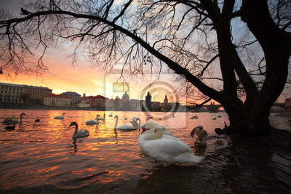 Фотообои - Городской пейзаж с лебедями артикул 10004641