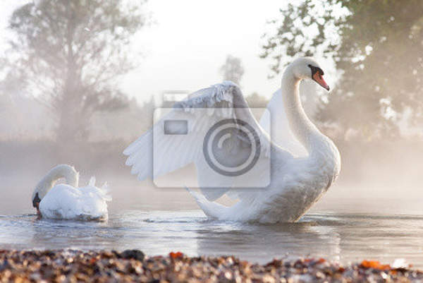 Фотообои с лебедями на озере артикул 10004624