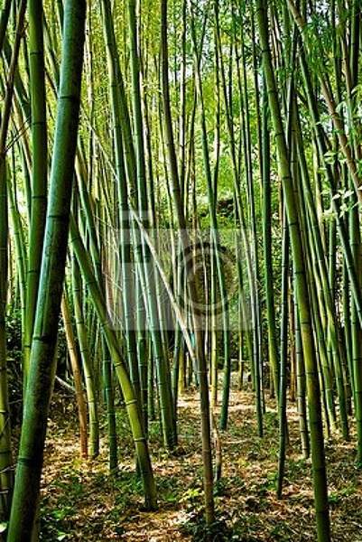 Фотообои на стену с бамбуком артикул 10004407