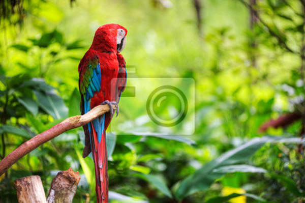 Фотообои - Яркий тропический попугай артикул 10004650