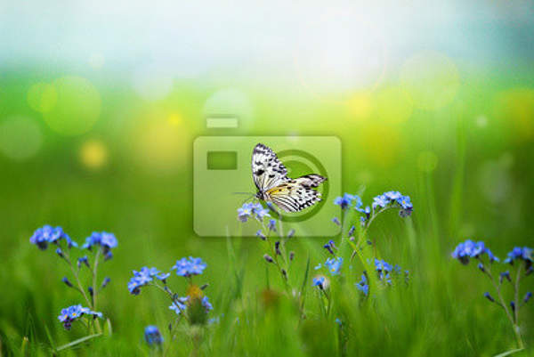 Фотообои - Бабочка, цветы и трава артикул 10005118