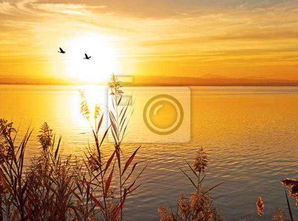 Фотообои - Закат на озере с камышами артикул 10004787