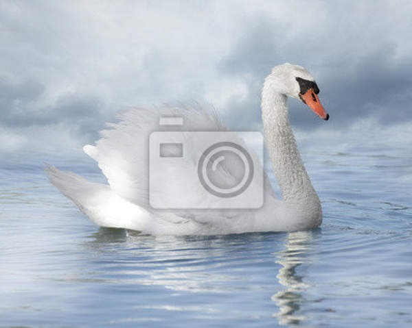 Фотообои для стен - Белый лебедь артикул 10004678