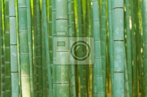 Фотообои с макро бамбуком артикул 10004461