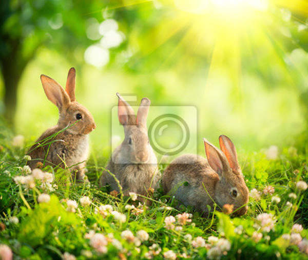 Фотообои с кроликами артикул 10005130