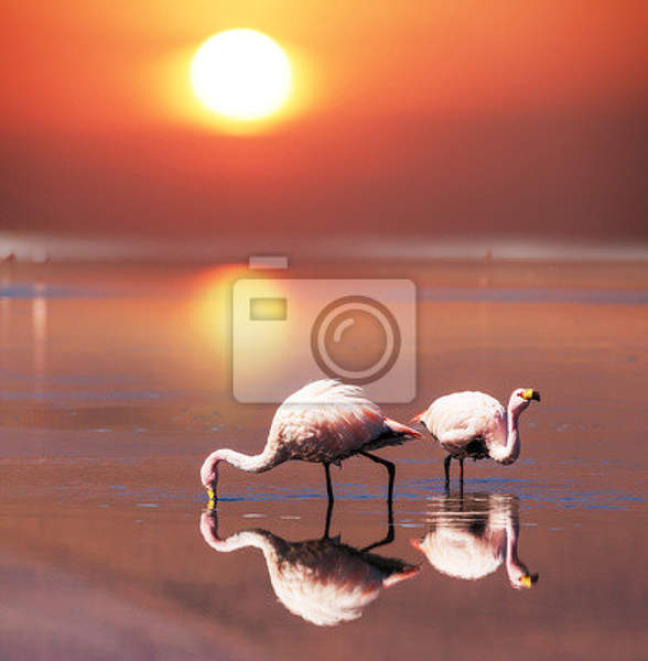 Фотообои - Пара фламинго на закате артикул 10004668