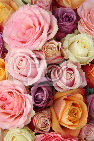 Фотообои - Разноцветные розы в пастельных тонах артикул 10004594