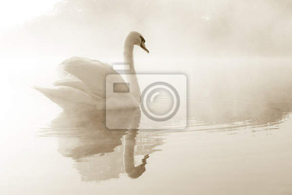 Фотообои - Великолепный лебедь артикул 10004627
