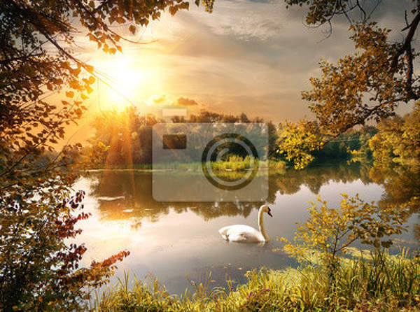Фотообои - Лебедь на пруду артикул 10004634