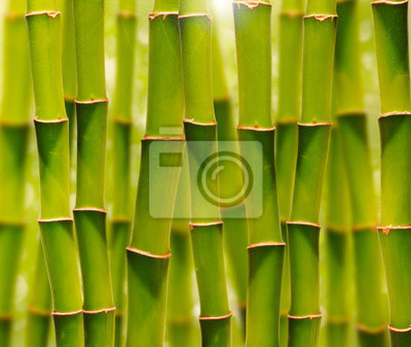 Фотообои - Зеленая бамбуковая роща артикул 10004453