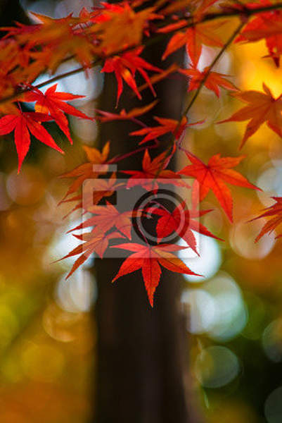 Фотообои - Листья японского клена артикул 10004525