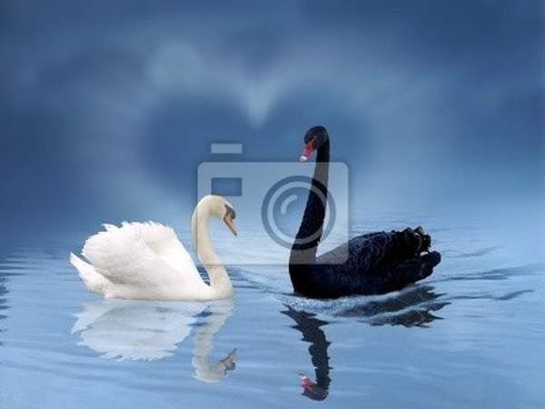 Фотообои - Белый и черный лебеди артикул 10004656