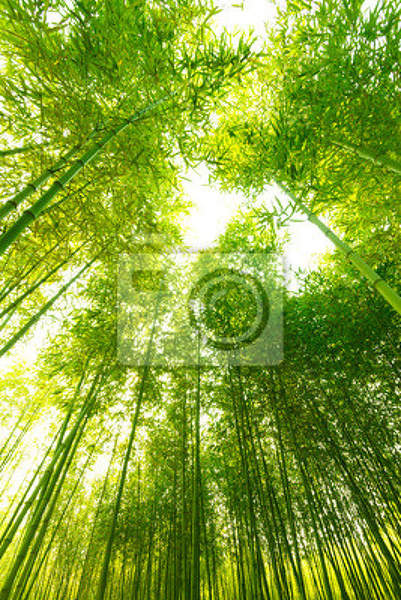 Фотообои для потолка с бамбуком артикул 10004408