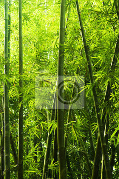 Фотообои - Бамбуковый лес в Китае артикул 10004403