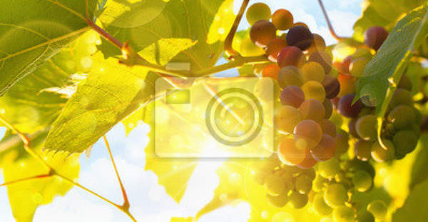 Фотообои - Свежий виноград артикул 10004437