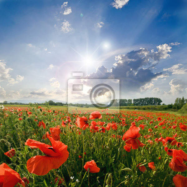 Фотообои - Весенний пейзаж с маками артикул 10004900