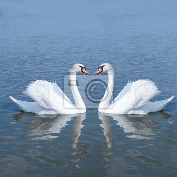 Фотообои - Пара белых лебедей артикул 10004645