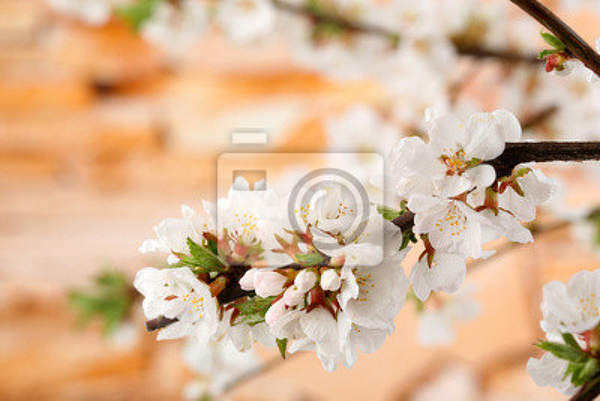 Фотообои - Белые цветы на ветви артикул 10004552