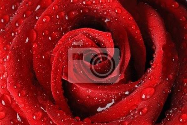 Фотообои - Красная роза с каплями росы артикул 10004236