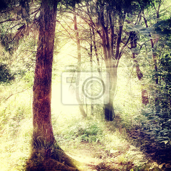 Фотообои - лес в винтажном стиле артикул 10007925