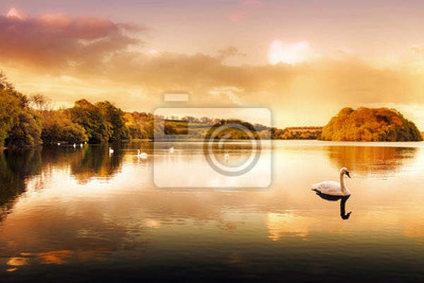 Фотообои - Лебеди на закате артикул 10004633