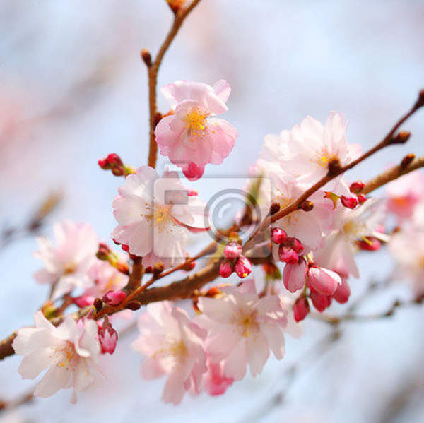 Фотообои - Сакура весной артикул 10004533