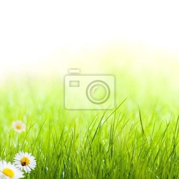 Фотообои - Зеленая трава с божьей коровкой артикул 10004352