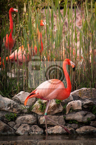 Фотообои - Фламинго у камней артикул 10004670